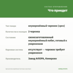 Хризантема корейская Светозар (срез/3шт) — что приедет
