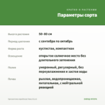 Хризантема корейская Умка (0,1л) — параметры сорта