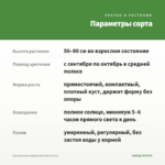 Хризантема корейская Умка (0,1л) — параметры сорта