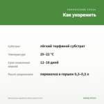 Хризантема корейская Умка (срезы/3 шт) — как укоренить черенок