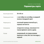 Хризантема корейская Умка (срезы/3шт) — параметры сорта