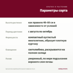 Хризантема корейская Вечерняя Симфония (0,1л) — параметры сорта