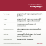 Хризантема корейская Вересневый Бисер (0,1л) — что приедет
