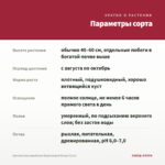 Хризантема корейская Вересневый Бисер (0,1л) — параметры сорта