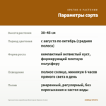 Хризантема корейская Виктория Оранж (0,1л) — параметры сорта