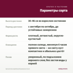 Хризантема корейская Вышиванка (0,1л) — параметры сорта