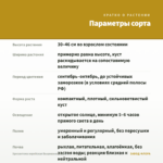 Хризантема корейская Вышиванка (0,1л) — параметры сорта