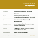 Хризантема корейская Вышиванка (0,1л) — что приедет