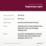 Хризантема корейская Вышиванка (срез/3шт) — параметры сорта