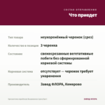 Хризантема корейская Вышиванка (срез/3шт) — что приедет