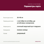 Хризантема корейская Вышиванка (срез/3шт) — параметры сорта
