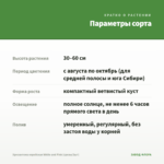 Хризантема корейская White and Pink (срезы/3шт) — параметры сорта