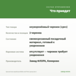 Хризантема корейская White and Pink (срезы/3шт) — что приедет