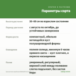 Хризантема корейская White&Pink (0,1л) — параметры сорта