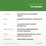 Хризантема корейская White&Pink (0,1л) — что приедет