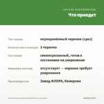Хризантема корейская White&Pink (срезы/3шт) — что приедет