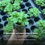 Хризантема Корейская ЯБЛОНЕВЫЙ ЦВЕТ (0,1л) — в таком виде растение уходит в заказ