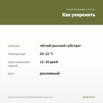 Хризантема Корейская ЯБЛОНЕВЫЙ ЦВЕТ (срезы/3шт) — как укоренить черенок