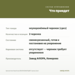 Хризантема Корейская ЯБЛОНЕВЫЙ ЦВЕТ (срезы/3шт) — что приедет