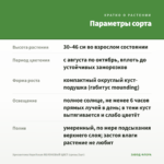 Хризантема Корейская ЯБЛОНЕВЫЙ ЦВЕТ (срезы/3шт) — параметры сорта