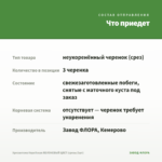 Хризантема Корейская ЯБЛОНЕВЫЙ ЦВЕТ (срезы/3шт) — что приедет