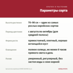Хризантема корейская ЮРИЙ ГАГАРИН (0,1л) — параметры сорта