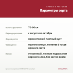 Хризантема корейская ЮРИЙ ГАГАРИН (срез/3 шт) — параметры сорта