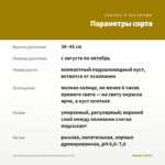 Хризантема Корейская Желтая Ромашка (0,1л) — параметры сорта