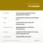 Хризантема Корейская Желтая Ромашка (0,1л) — что приедет