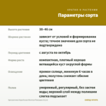 Хризантема Корейская Желтая Ромашка (0,1л) — параметры сорта