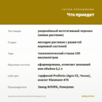Хризантема Корейская Желтая Ромашка (0,1л) — что приедет
