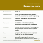 Хризантема Корейская Желтая Ромашка (срез/3шт) — параметры сорта