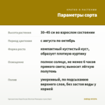 Хризантема Корейская Желтая Ромашка (срез/3шт) — параметры сорта