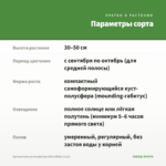 Хризантема мультифлора Bliss White (0,1л) — параметры сорта