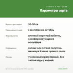 Хризантема мультифлора Bliss White (срез/5шт) — параметры сорта