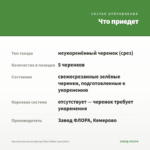 Хризантема мультифлора Bliss White (срез/5шт) — что приедет
