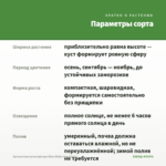 Хризантема мультифлора Bliss White (срез/5шт) — параметры сорта