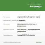 Хризантема мультифлора Bliss White (срез/5шт) — что приедет