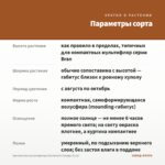Хризантема мультифлора Branbeach Orange (0,1л) — параметры сорта