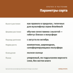 Хризантема мультифлора Branbeach Orange (срез/5шт) — параметры сорта