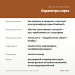 Хризантема мультифлора Branbeach Orange (срез/5шт) — параметры сорта