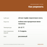 Хризантема мультифлора Branbeach Orange (срез/5шт) — как укоренить черенок