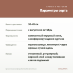 Хризантема мультифлора Branfountain Apricot (0,1л) — параметры сорта