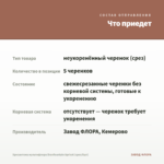 Хризантема мультифлора Branfountain Apricot (срез/5шт) — что приедет