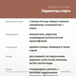 Хризантема мультифлора Branfountain Apricot (срез/5шт) — параметры сорта