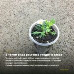 Хризантема мультифлора Branfountain Lemon (0,1л) — в таком виде растение уходит в заказ