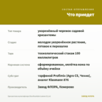 Хризантема мультифлора Branfountain Lemon (0,1л) — что приедет