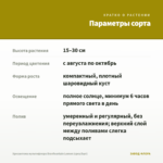 Хризантема мультифлора Branfountain Lemon (срез/5шт) — параметры сорта