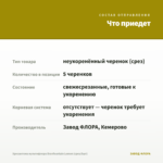 Хризантема мультифлора Branfountain Lemon (срез/5шт) — что приедет