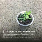 Хризантема мультифлора Branfountain Pink (0,1л) — в таком виде растение уходит в заказ